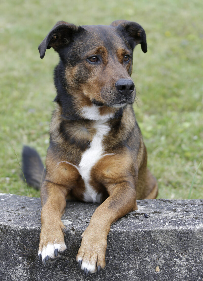 Tierfoto